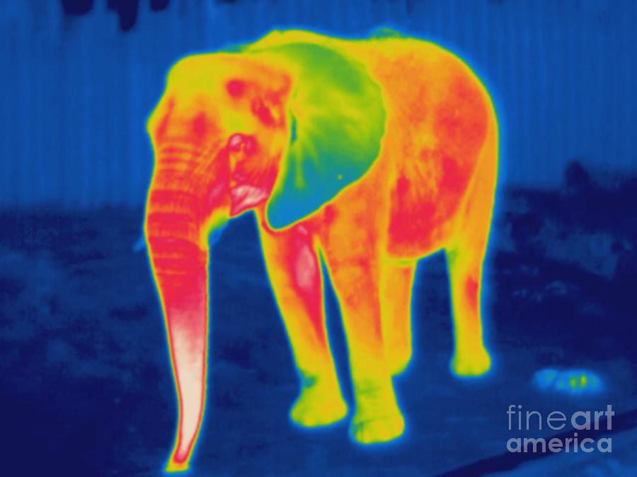 Thermogram Of An Elephant #2  by Ted Kinsman