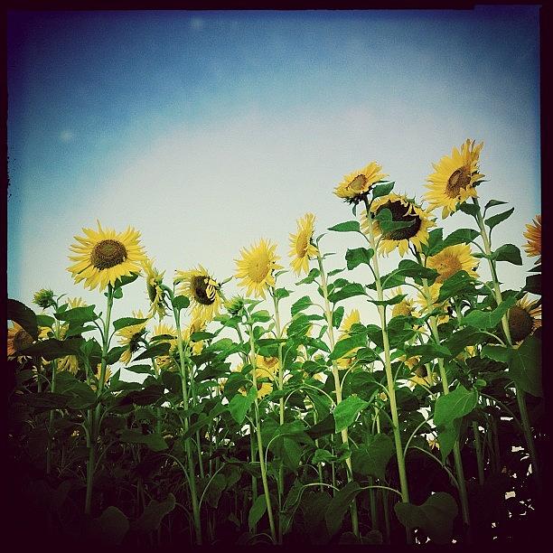 Sunflower Photograph - This Photo Is Available In My #2 by Danielle Potts