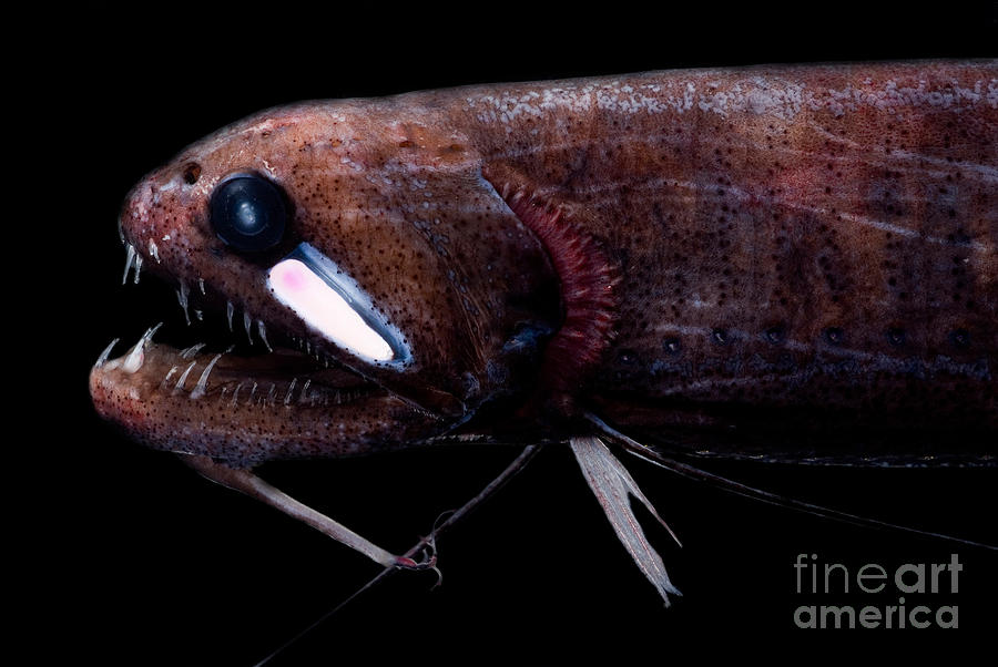 2-threadfin-dragonfish-dant-fenolio.jpg
