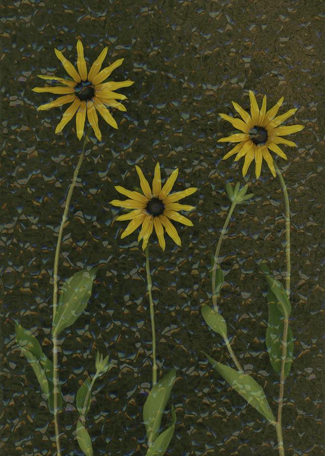 Flower Photograph - Three Yellow Flowers #2 by Deddeda