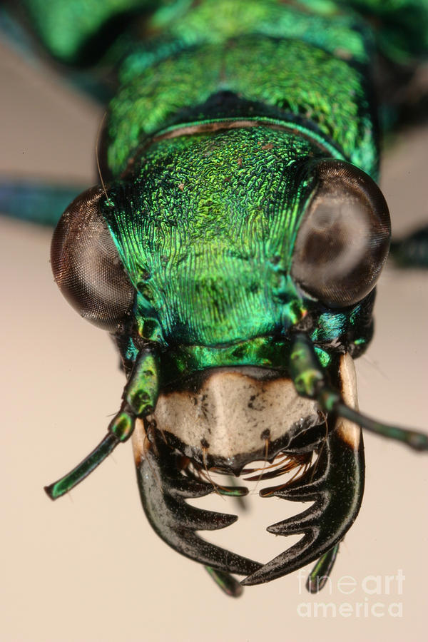 Insects Photograph - Tiger Beetle #3 by Ted Kinsman