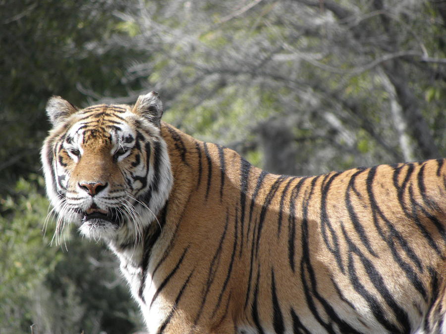 Tiger #2 Photograph by Kim Galluzzo