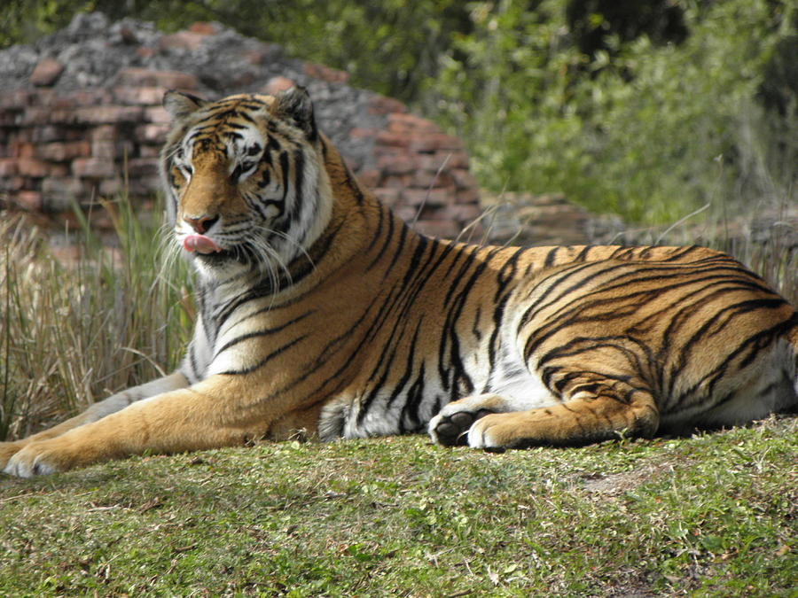 Tiger Photograph by Kim Galluzzo