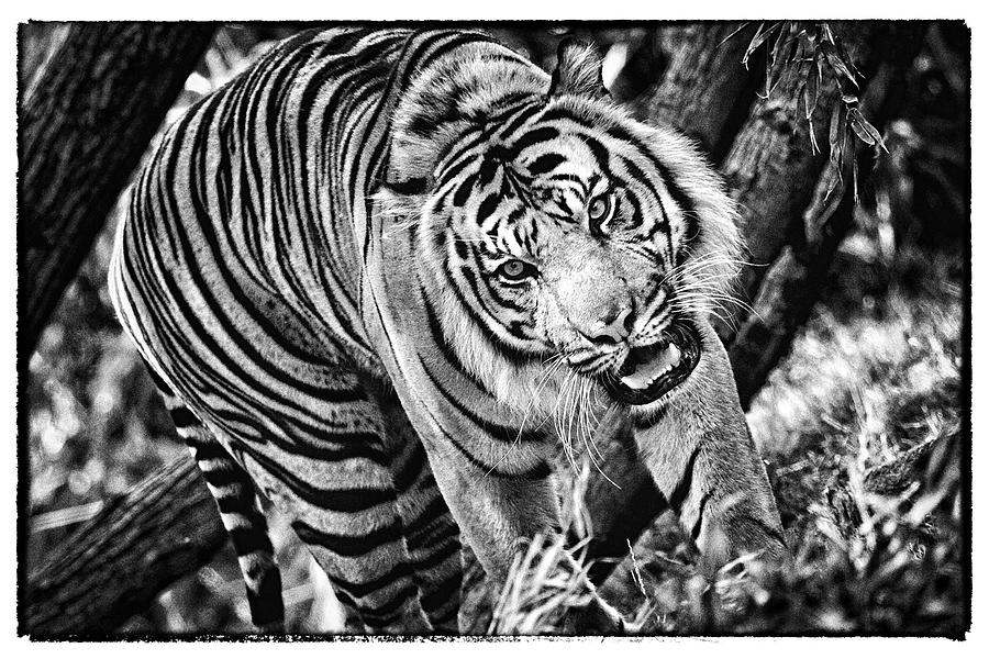 Tiger #3 Photograph by Perla Copernik