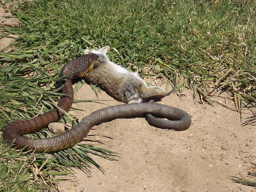 Snake Photograph - Tiger Snake Eats Rabbit by Alex Mortensen