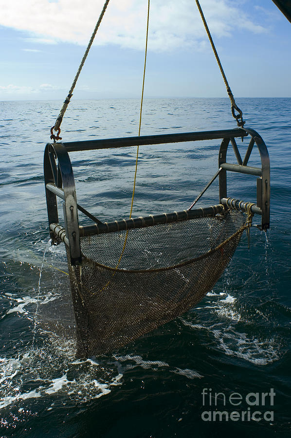 Trawling For Marine Life #2 Photograph by Dante Fenolio
