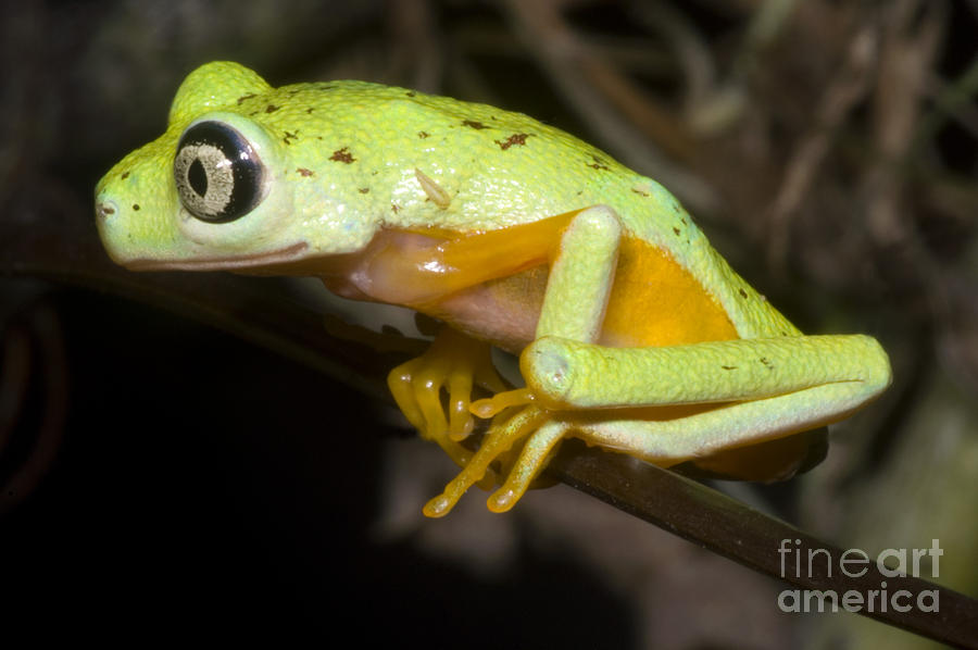 Tree Frog #2 Photograph by Dante Fenolio