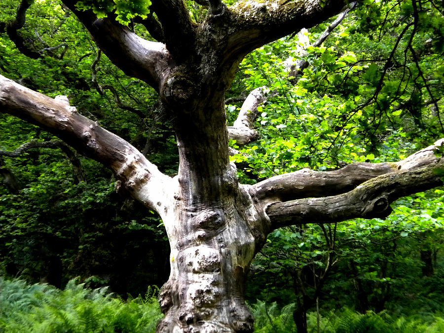 Summer Photograph - Tree in Forest Denmark by Colette V Hera Guggenheim