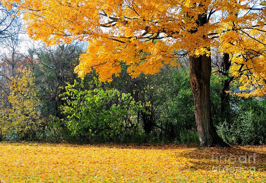 Fall Photograph - Tree of Gold #1 by Joe Ng