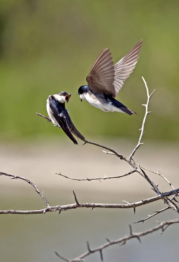 Tree Swallows #2 Photograph by Terry Dadswell