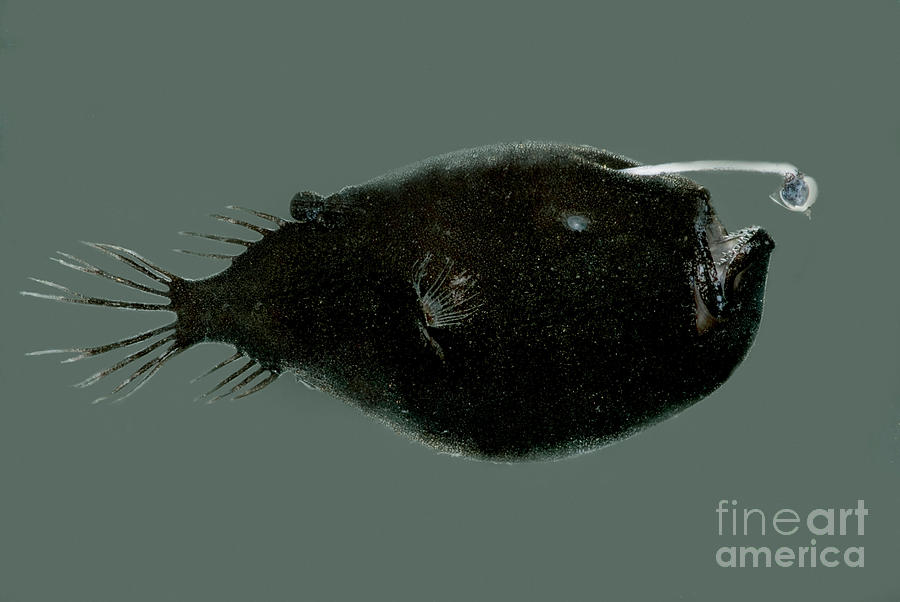 Anglerfish Photograph - Triplewart Seadevil by Dante Fenolio