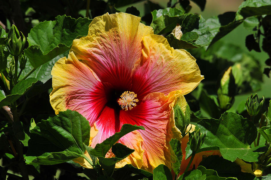 Flower Photograph - Tropical Beauty #2 by Lynn Bauer
