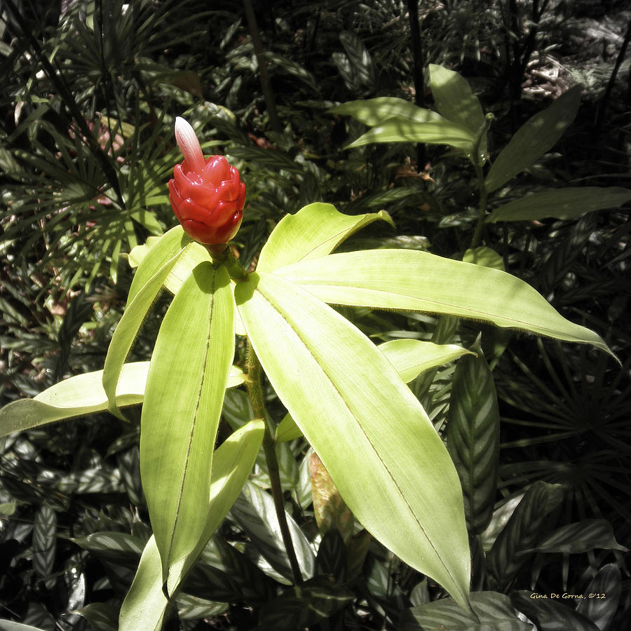 Tropical Flower #2 Photograph by Gina De Gorna