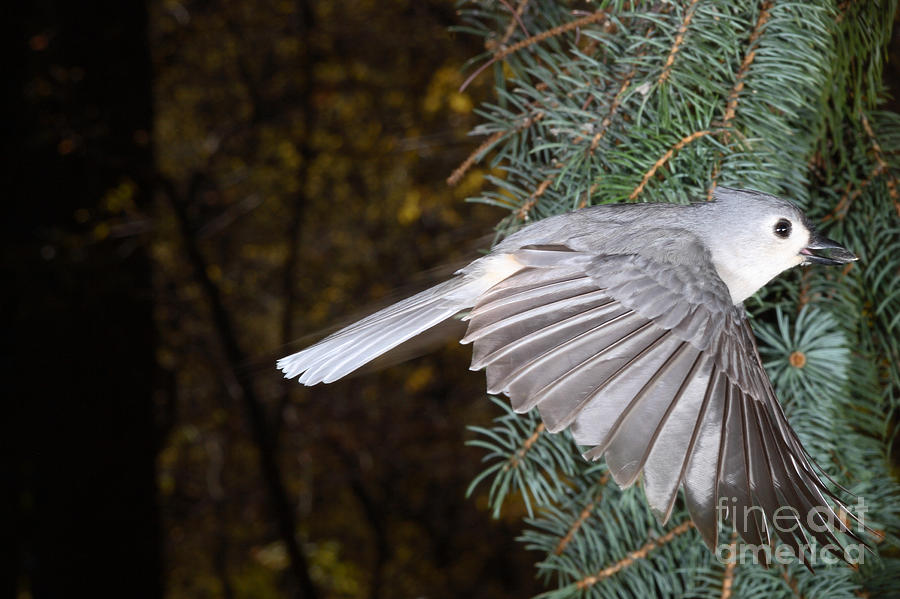 Titmouse Photograph - Tufted Titmouse In Flight #2 by Ted Kinsman