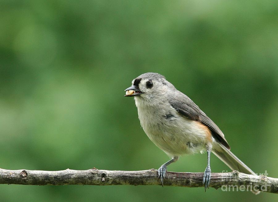 Tufted Titmouse #2 Photograph by Jack R Brock