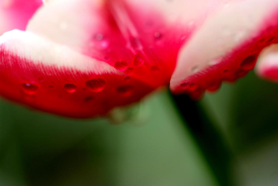 Tulip Photograph - Tulip #2 by Frank DiGiovanni