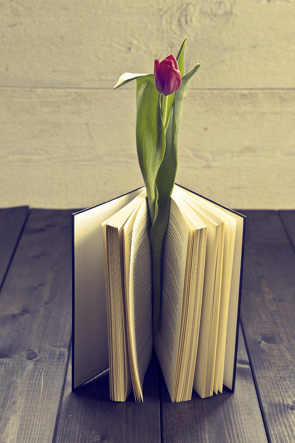 Tulip In A Book #2 Photograph by Joana Kruse