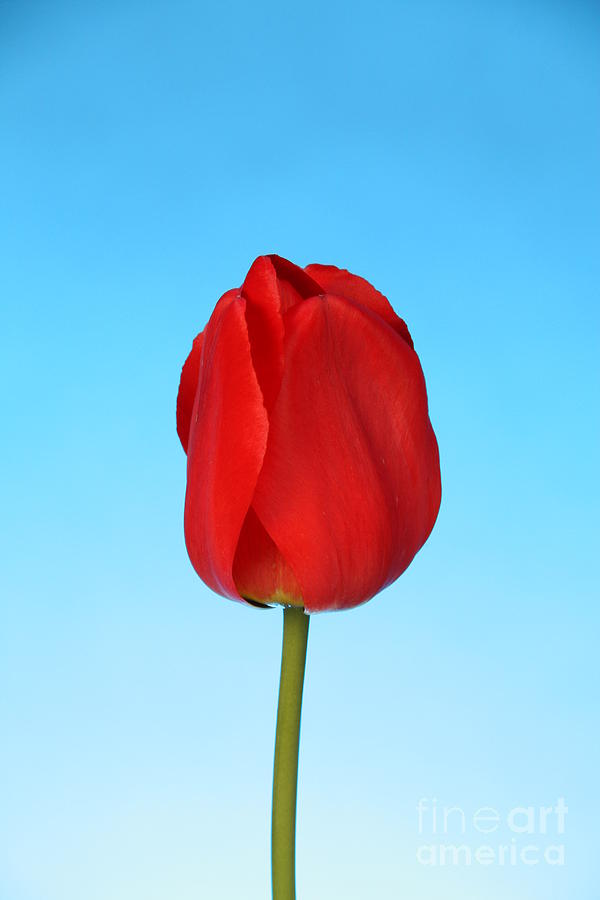 Tulip #2 Photograph by Photo Researchers, Inc.