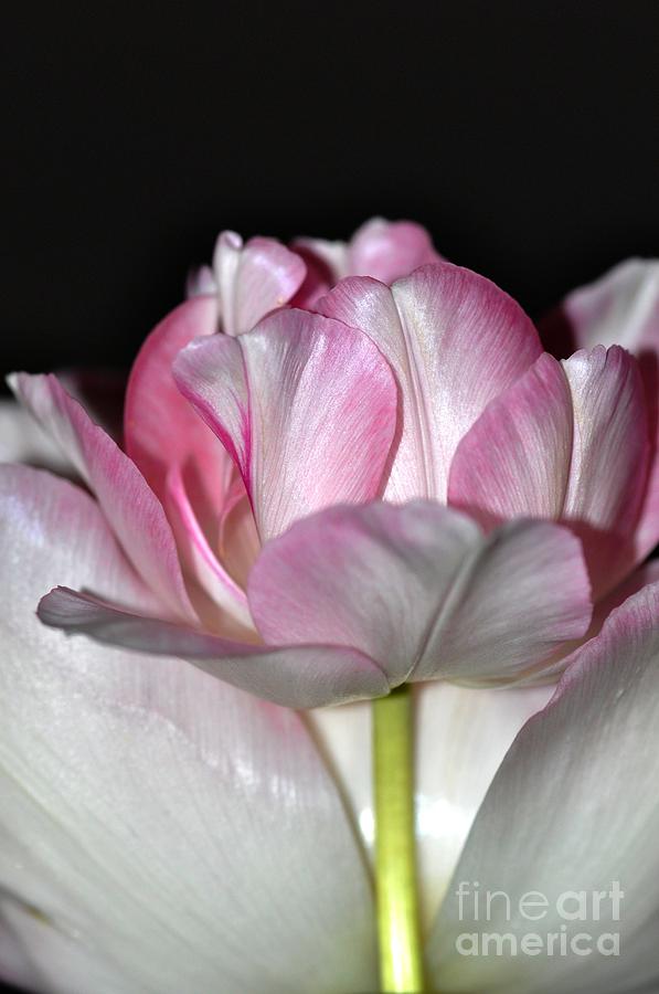Tulipe #2 Photograph by Sylvie Leandre