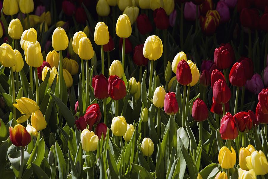 Tulips Photograph by David Chapman