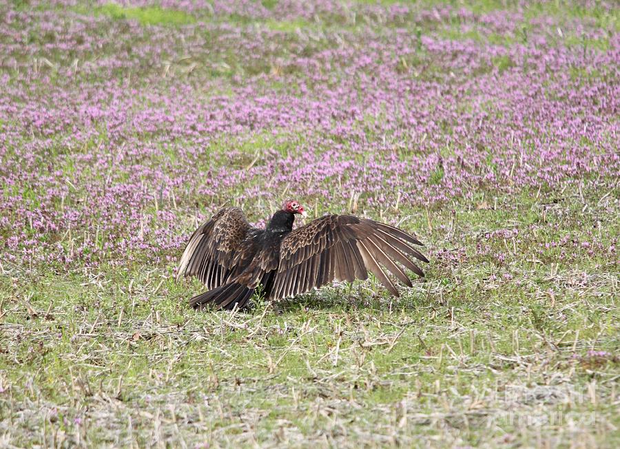 Turkey Vulture #2 Photograph by Jack R Brock
