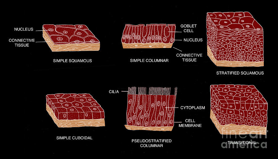 Science Photograph - Types Of Epithelial Cells #2 by Science Source