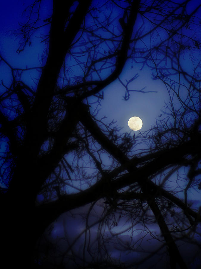 Under The Moonlight Photograph by Susan Bordelon