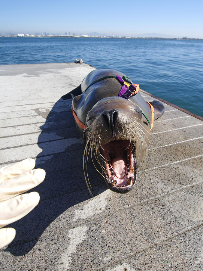 Us Navy California Sea Lion Photograph by Louise Murray - Fine Art America