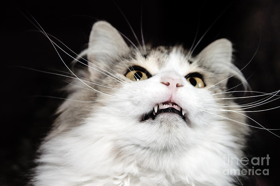 Vampire Cat Photograph by Jeannette Hunt