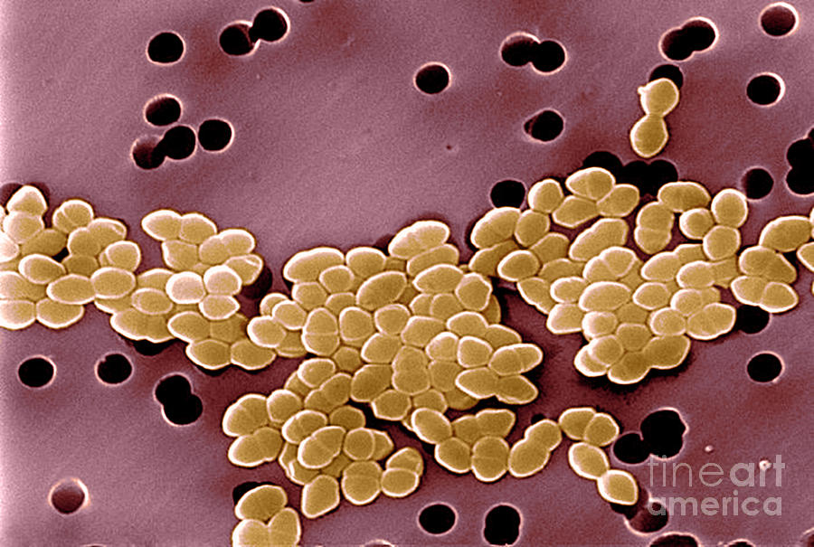 Vancomycin Resistant Enterococci Photograph by Science Source - Pixels