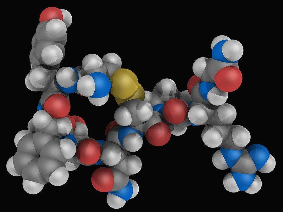 Vasopressin Hormone Molecule Digital Art by Laguna Design Vasopressin Hormone Molecule Digital Art by Laguna Design