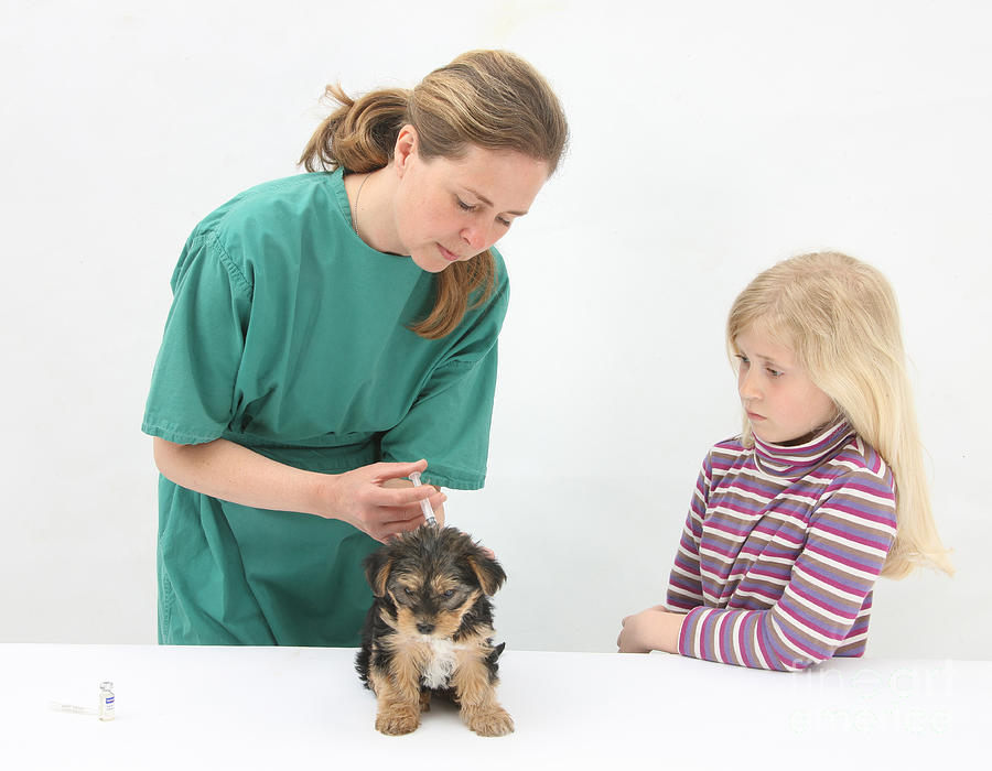 Vet Giving Pup Its Primary Vaccination #2 Photograph by Mark Taylor