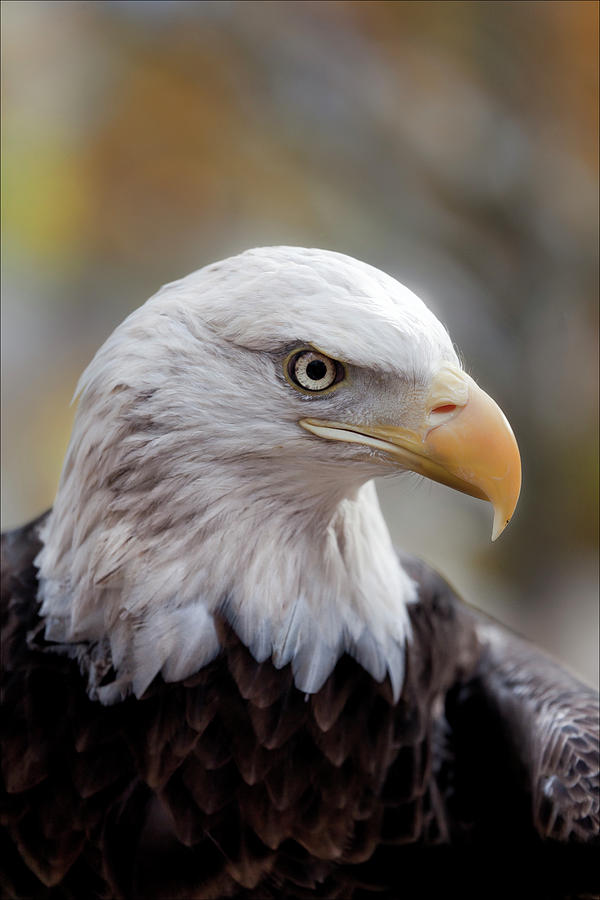 Veterans Day NYC 11 11 11 Challenger Bald Eagle #2 Photograph by Robert Ullmann