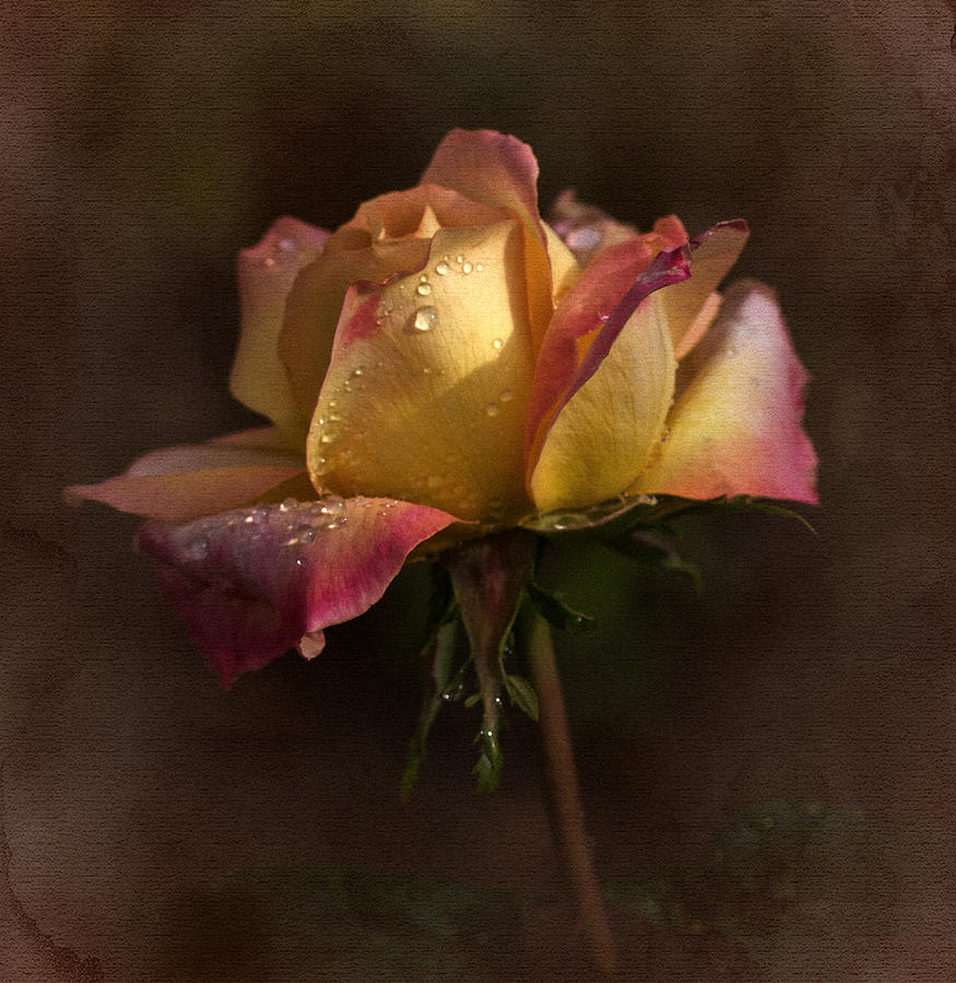 Vintage Rose Photograph by Richard Cummings