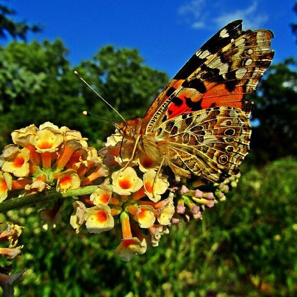 Butterfly Photograph - Vivid Butterfly  #butterfly #2 by Austin Engel