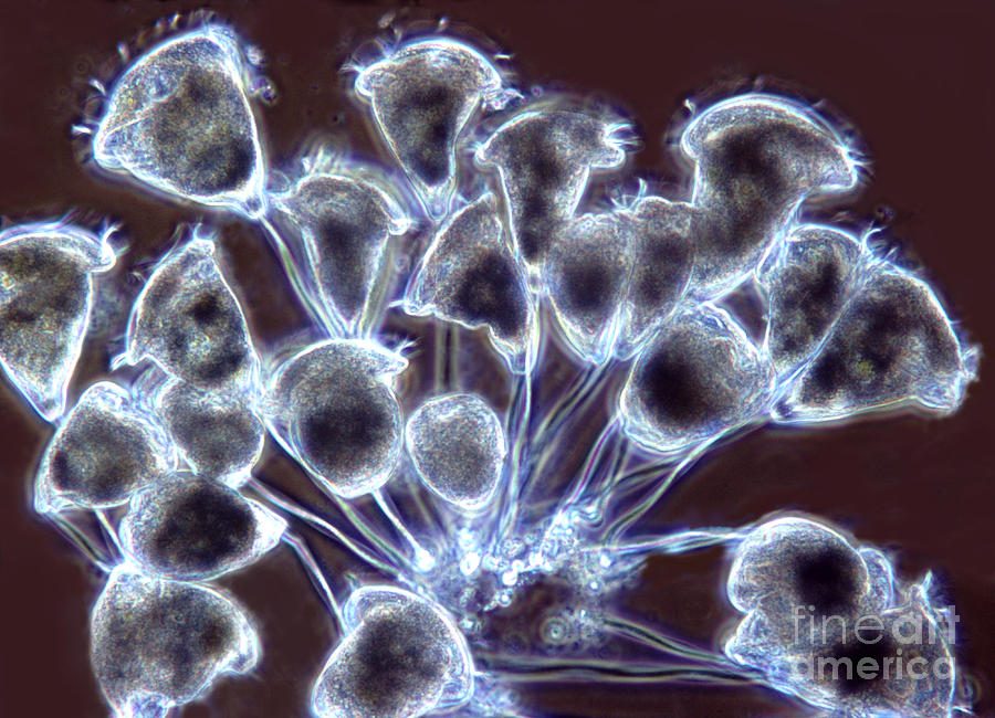 Light Microscopy Photograph - Vorticella #2 by M. I. Walker