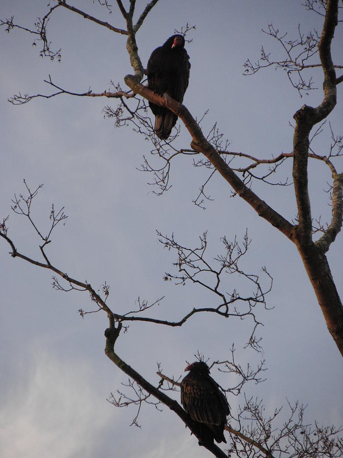 2 Vultures At Sunrise Photograph by Kim Galluzzo