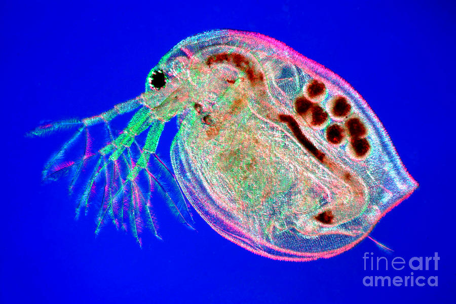 Water Flea Daphnia Magna #2 Photograph by Ted Kinsman