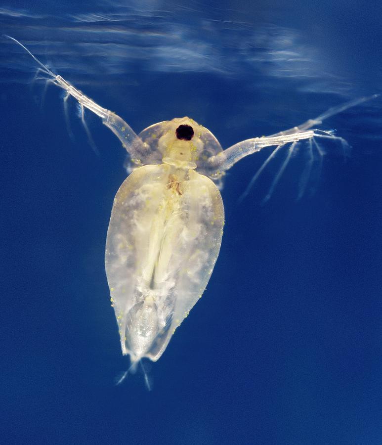 Water Fleas