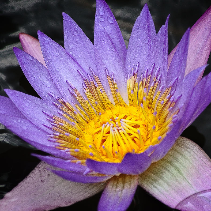 Water Lily Photograph by Bob Nardi - Fine Art America