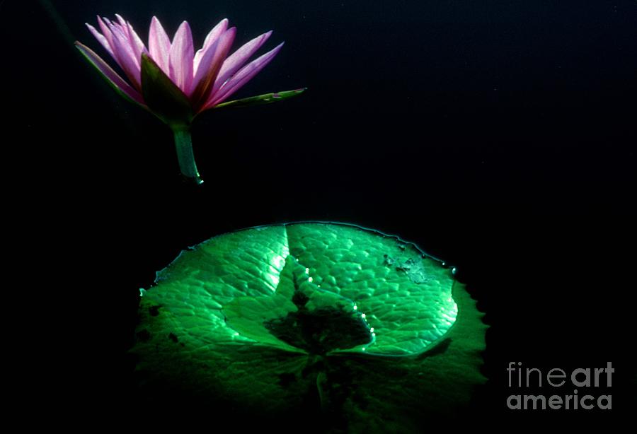 Water Lily #2 Photograph by Mark Gilman