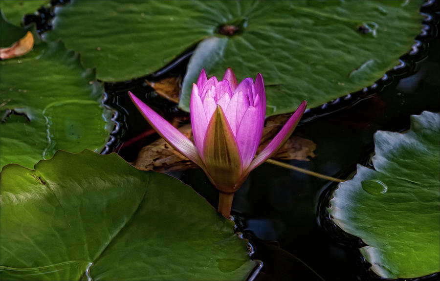 Water Lily #2 Photograph by Robert Ullmann