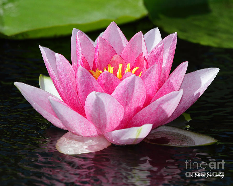 Water Lily #2 Photograph by Steve Javorsky