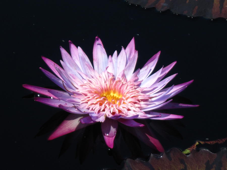  Pink waterlily Photograph by Alfred Ng