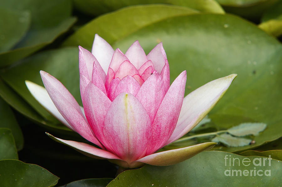 Lily Photograph - Waterlily #2 by Michal Boubin