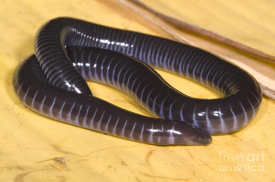 West African Caecilian Photograph by Dante Fenolio