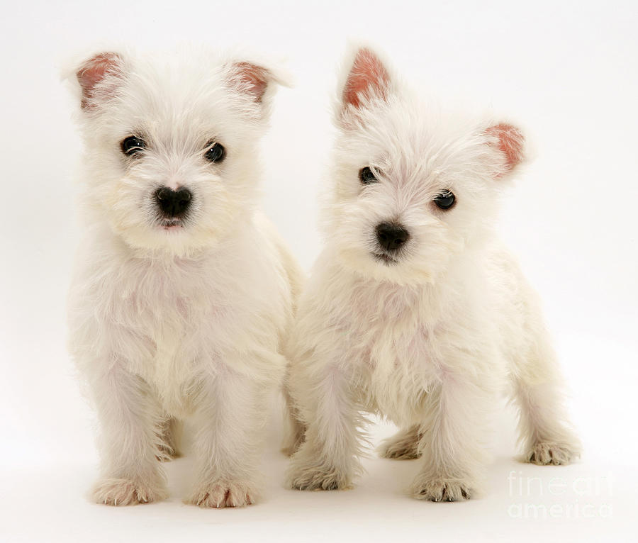 West Highland White Terriers #2 Photograph by Jane Burton