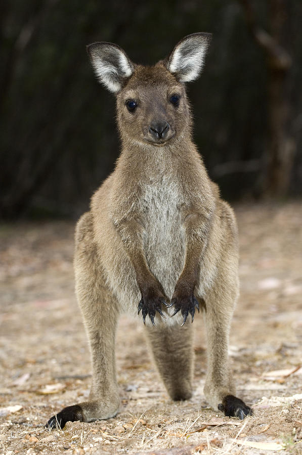 Wildlife Photograph - Western Grey Kangaroo #2 by Tony Camacho