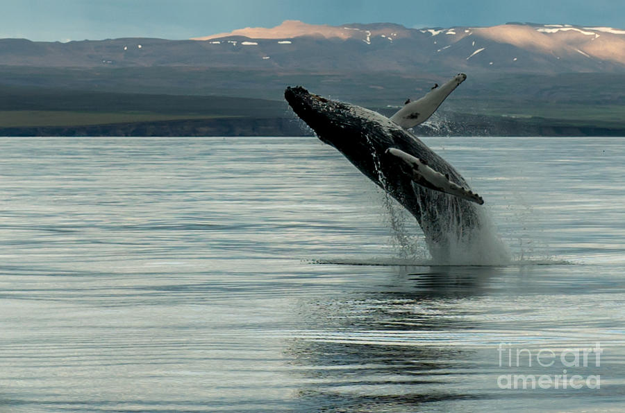 Whale Jumping #2 Photograph by Jorgen Norgaard