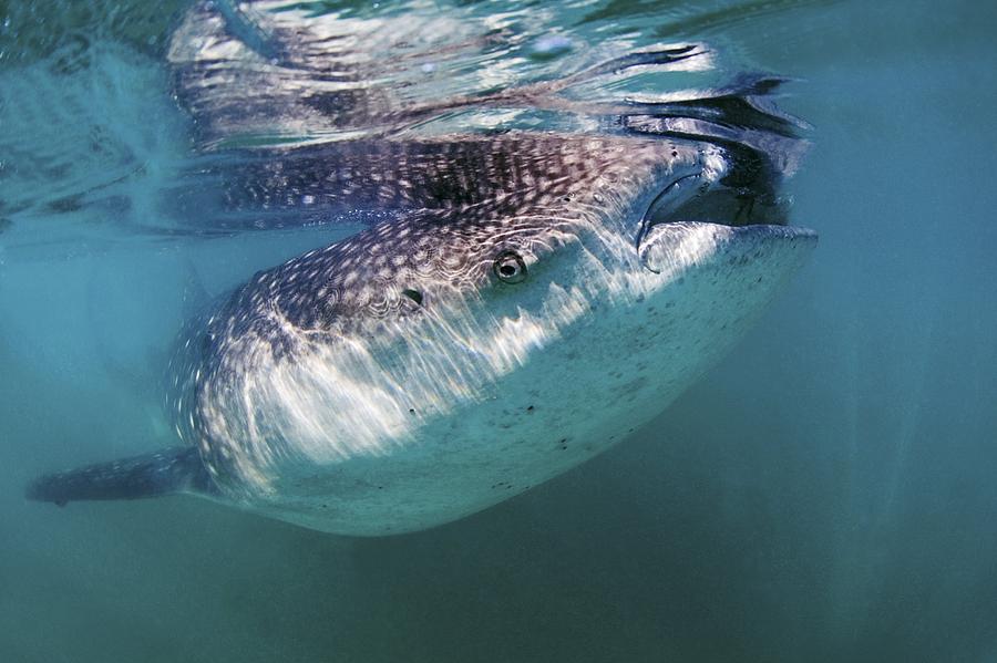 Rhincodon Typus Photograph - Whale Shark by Clay Coleman Rhincodon Typus Photograph - Whale Shark by Clay Coleman